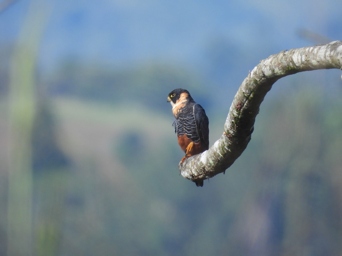 Bat Falcon - ML644547749