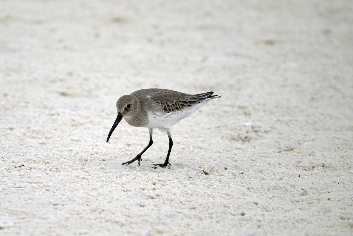 Alpenstrandläufer - ML644547753