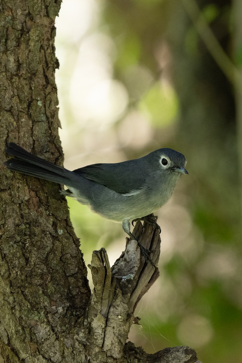 White-eyed Slaty-Flycatcher - ML644547755