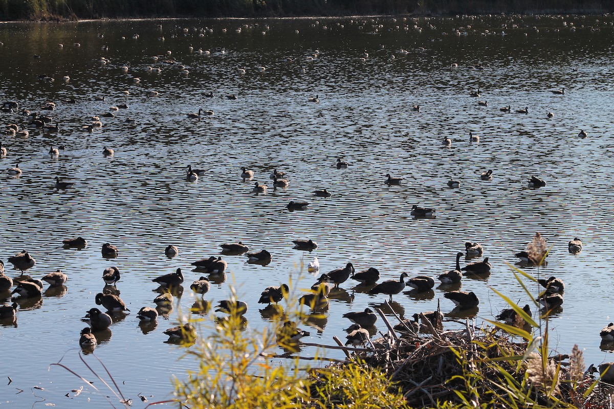 Canada Goose - ML644547756