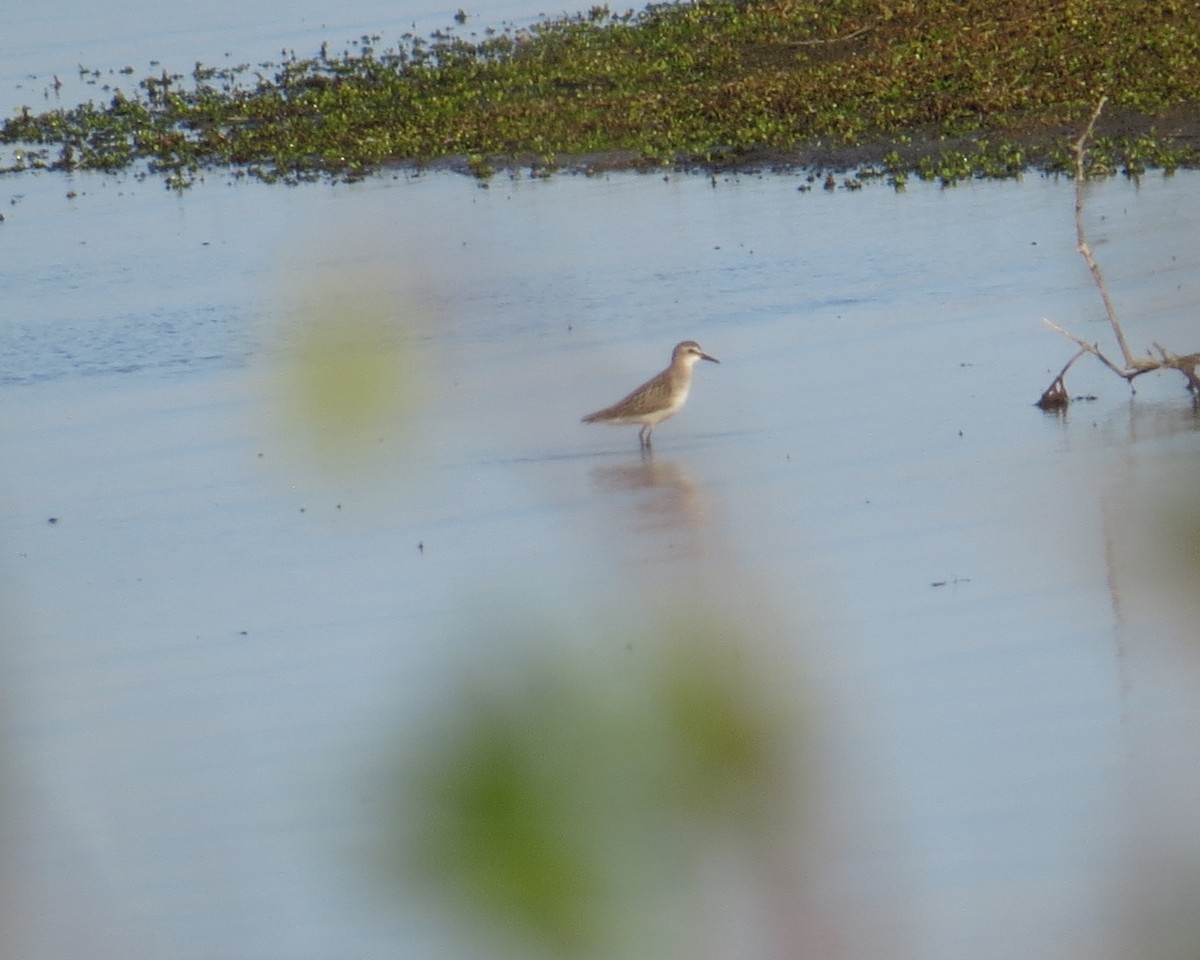 Semipalmated Sandpiper - ML644547773