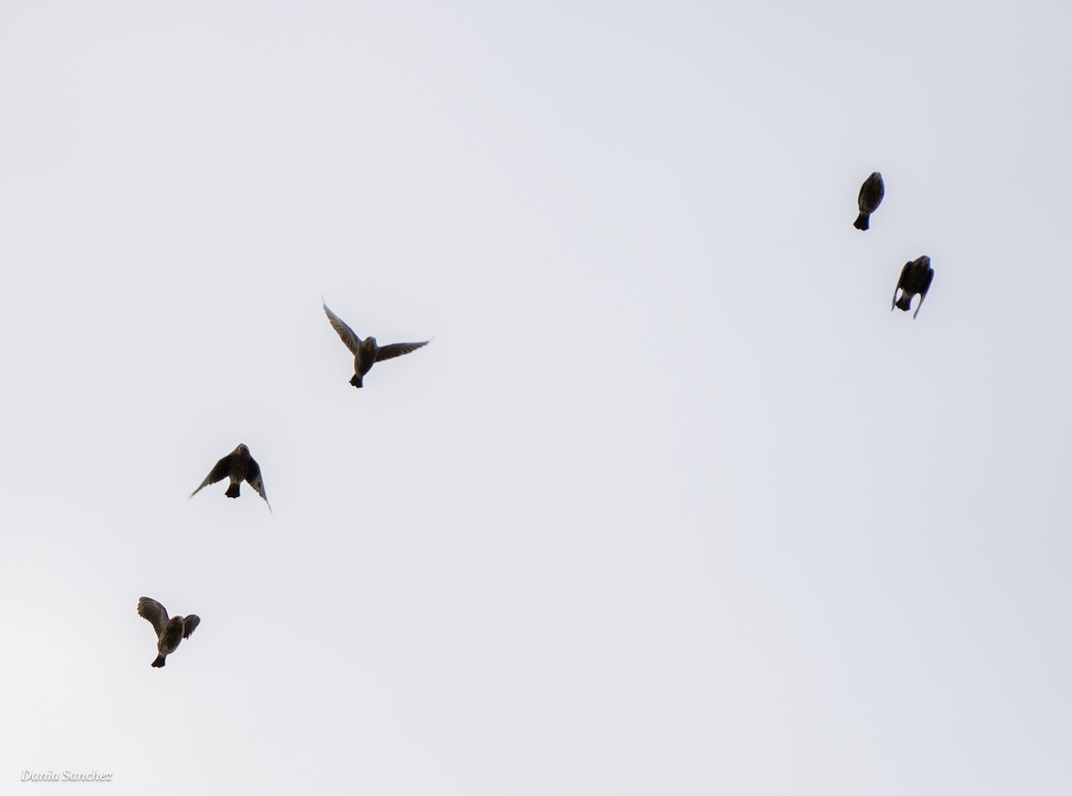 Brown-headed Cowbird - ML644547776