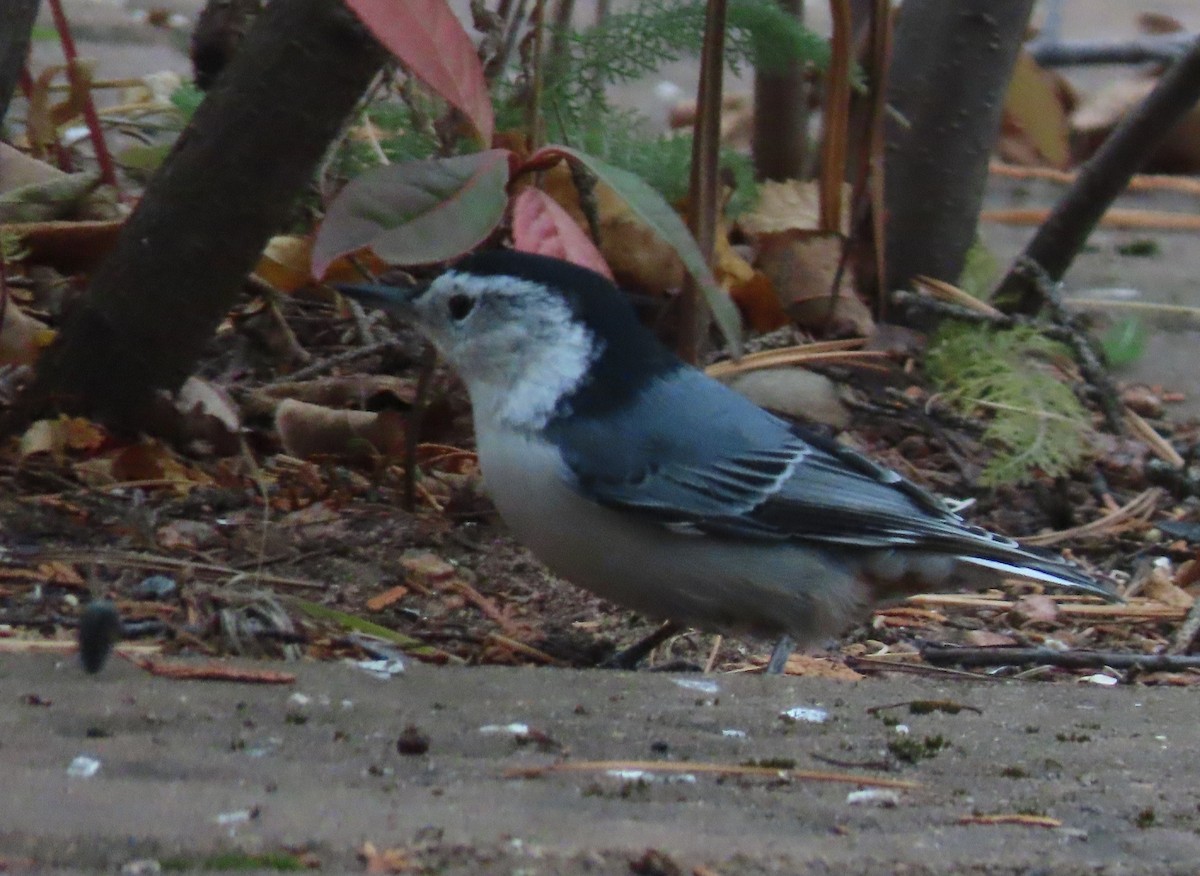 White-breasted Nuthatch - ML644547793