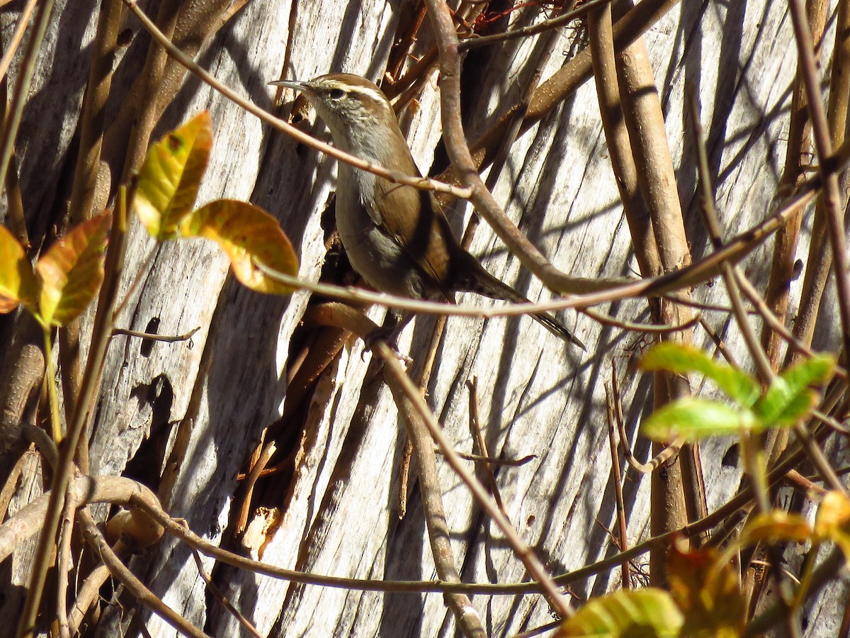 Bewick's Wren - ML644547801