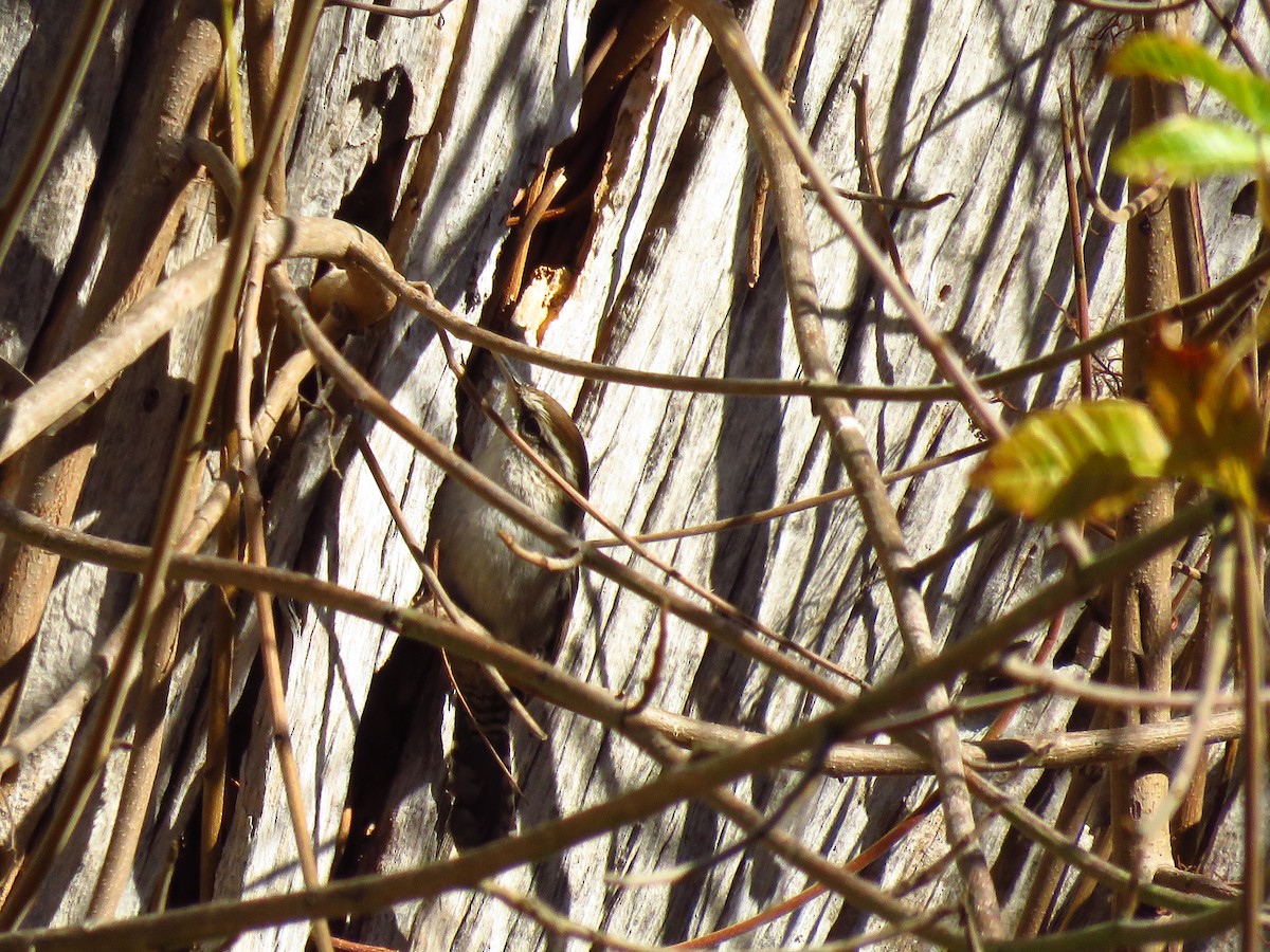 Bewick's Wren - ML644547802