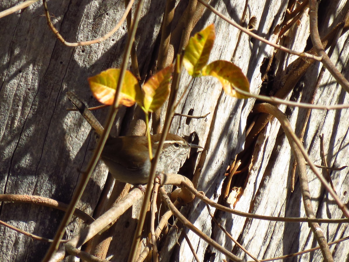 Bewick's Wren - ML644547803