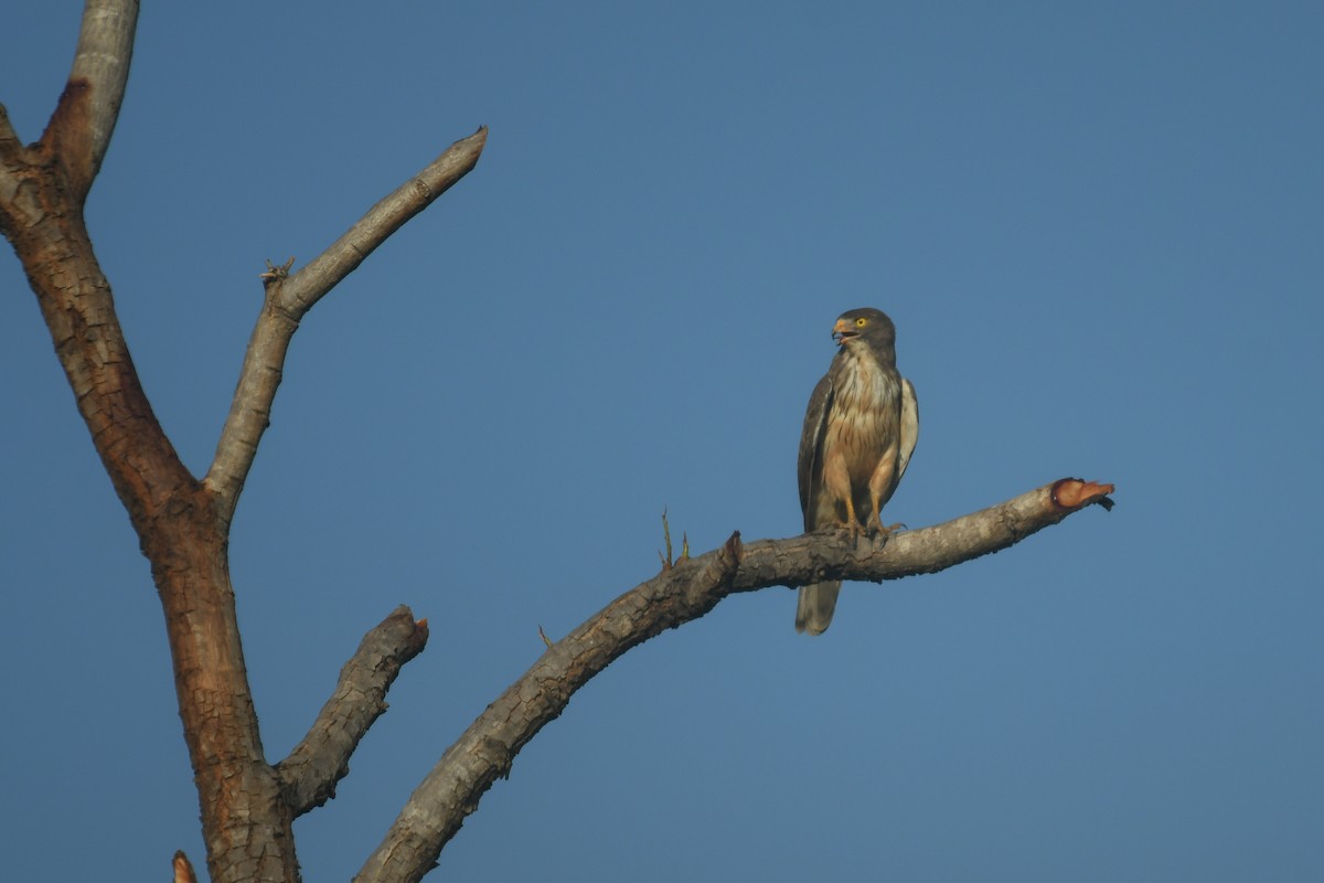 Grasshopper Buzzard - ML644547804