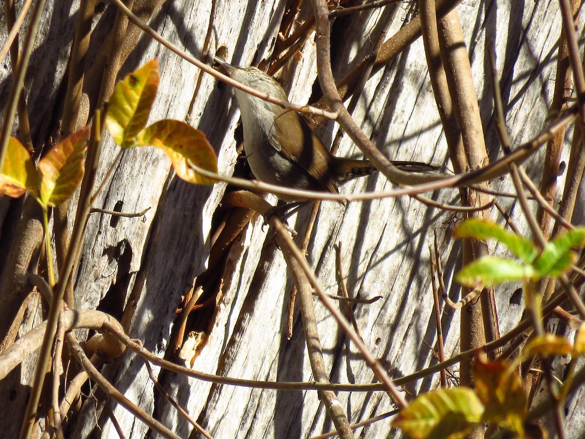 Bewick's Wren - ML644547805