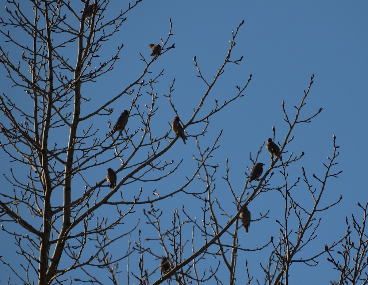 Ampelis Europeo - ML644547807