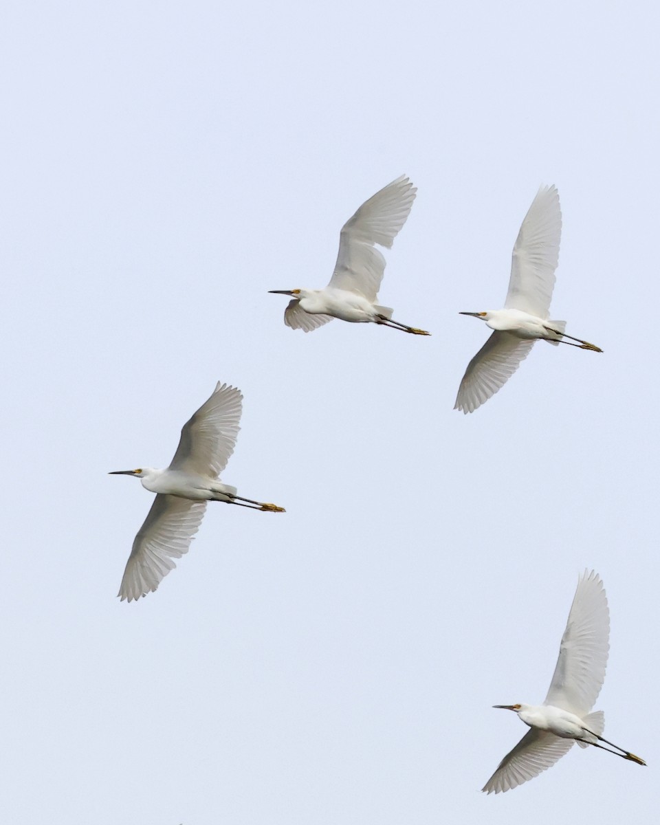 volavka bělostná - ML644547808