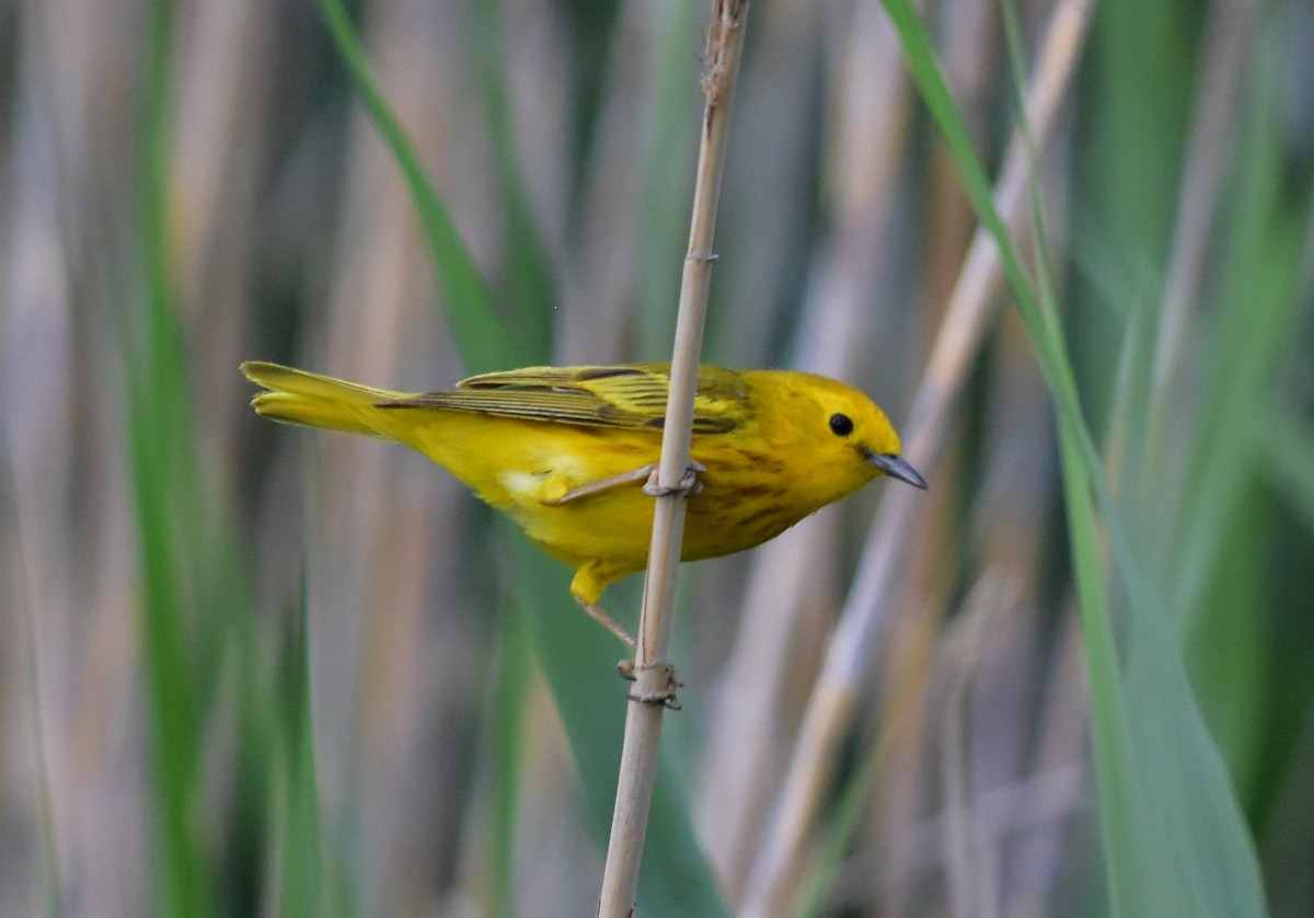 Yellow Warbler - Donel Jensen