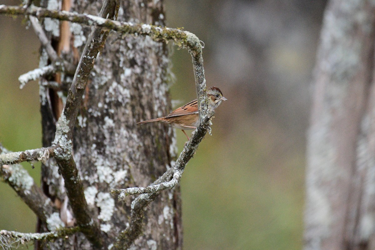 ヌマウタスズメ - ML644547811