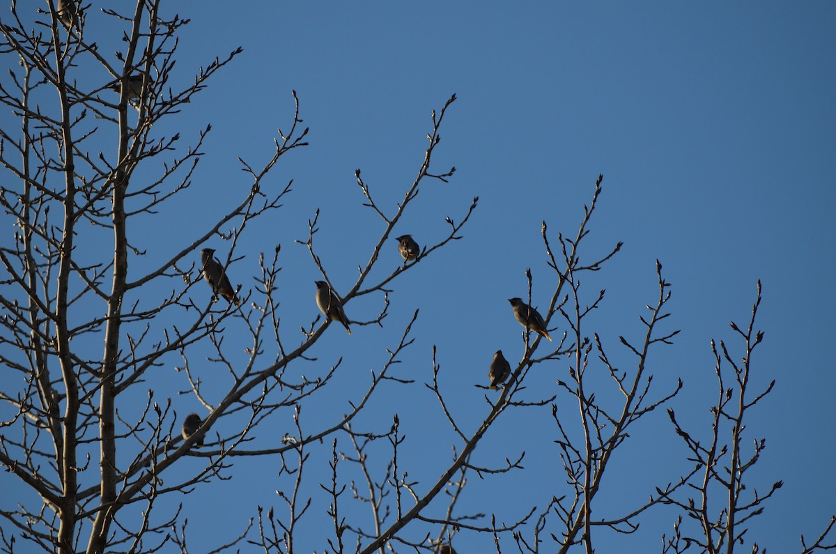 Ampelis Europeo - ML644547812