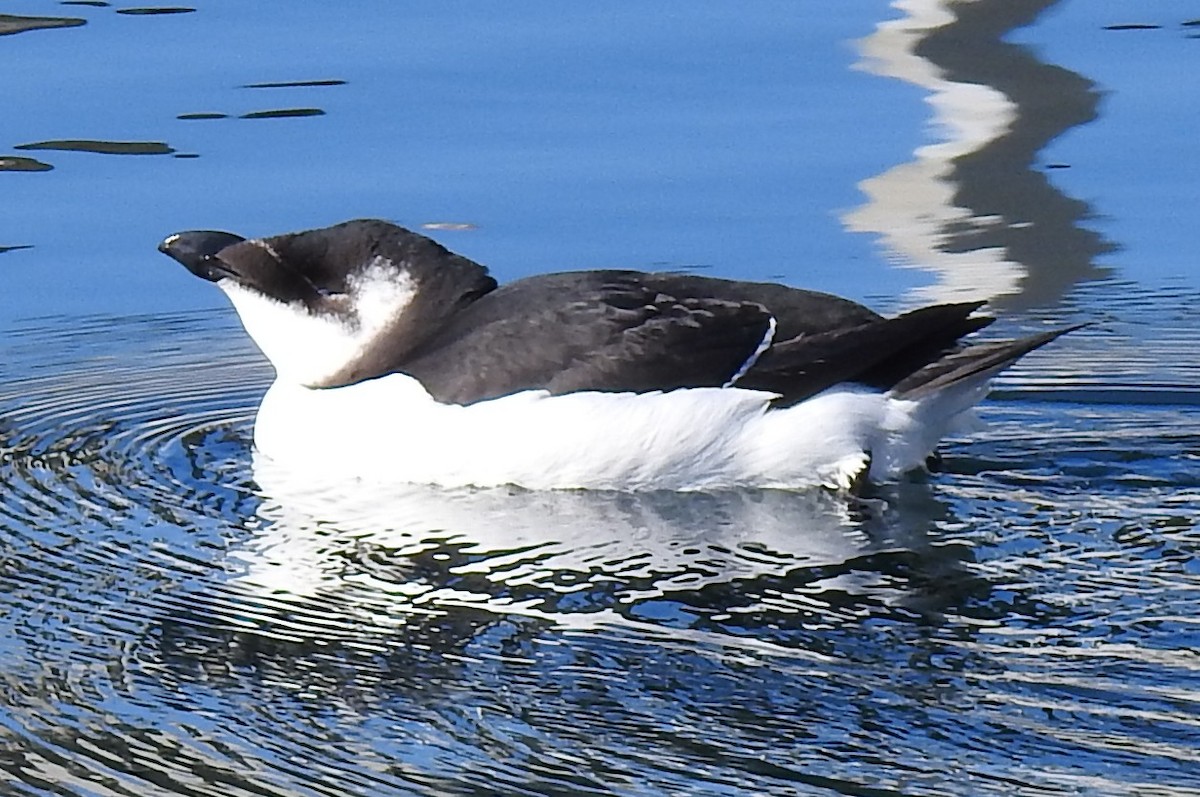 Razorbill - ML644547817