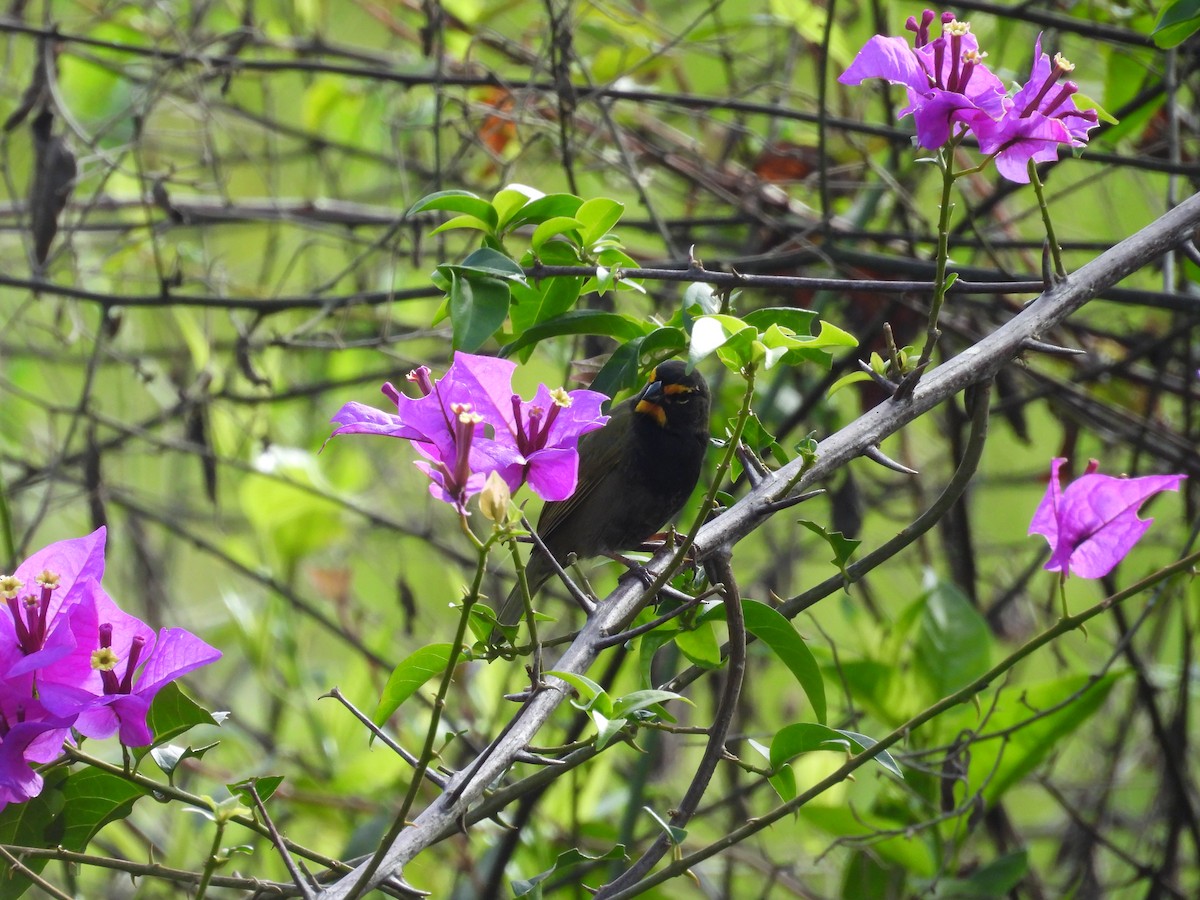 Yellow-faced Grassquit - ML644547818