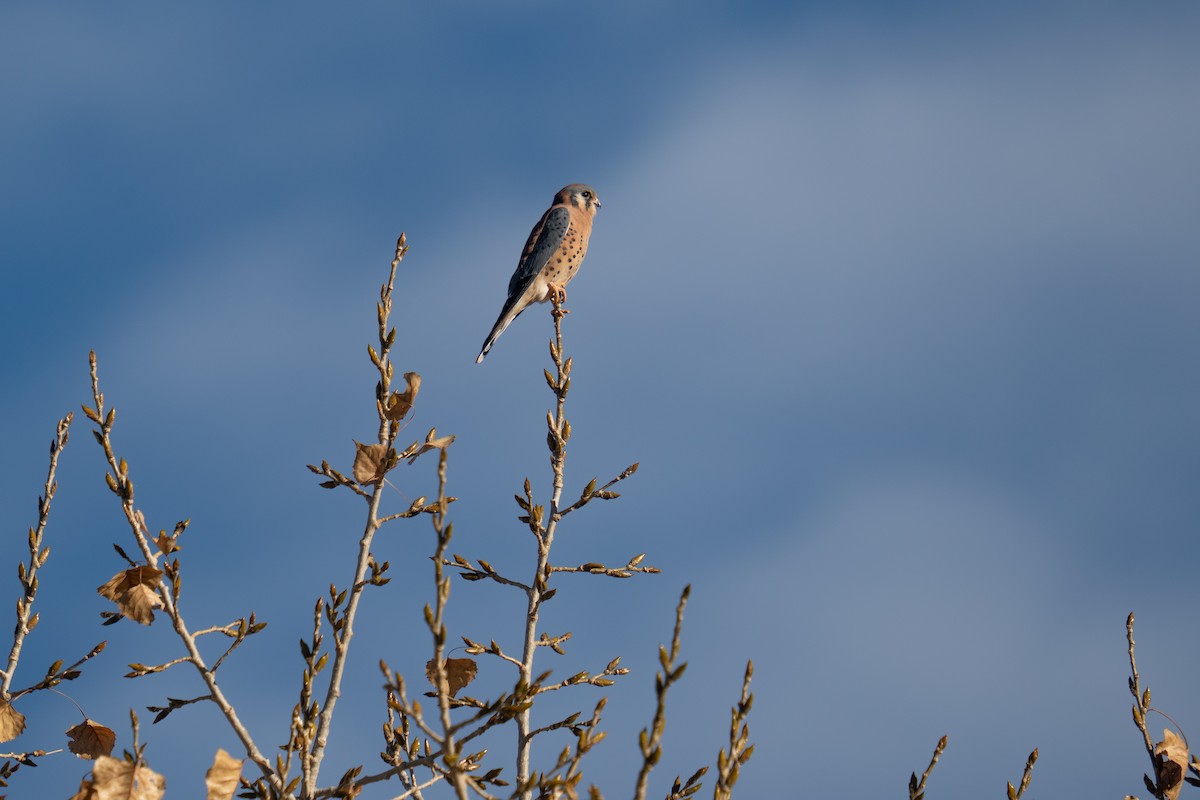 アメリカチョウゲンボウ - ML644547822