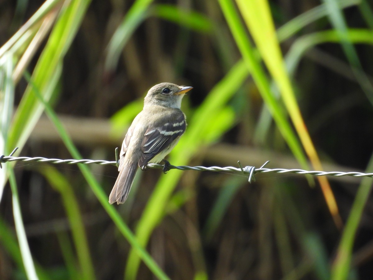 Alder/Willow Flycatcher (Traill's Flycatcher) - ML644547825