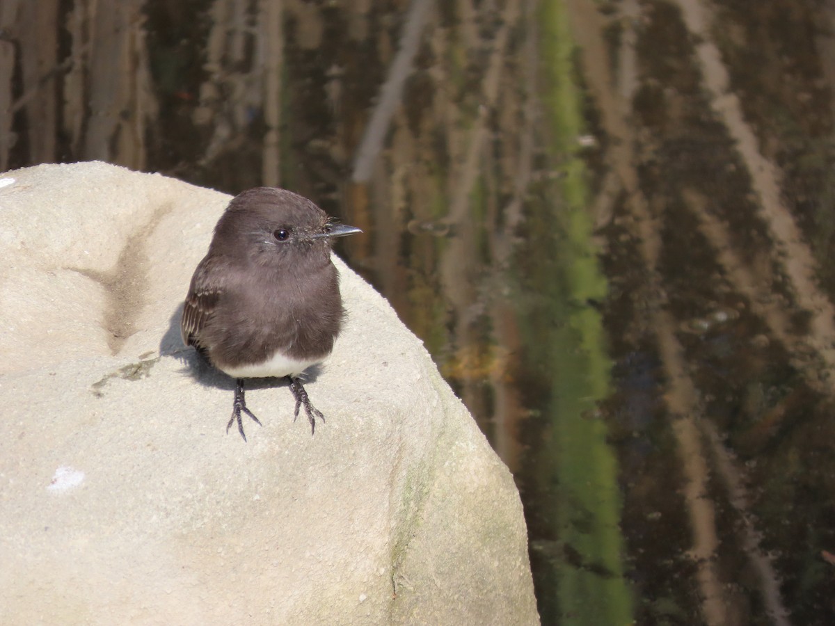 Black Phoebe - ML644547827