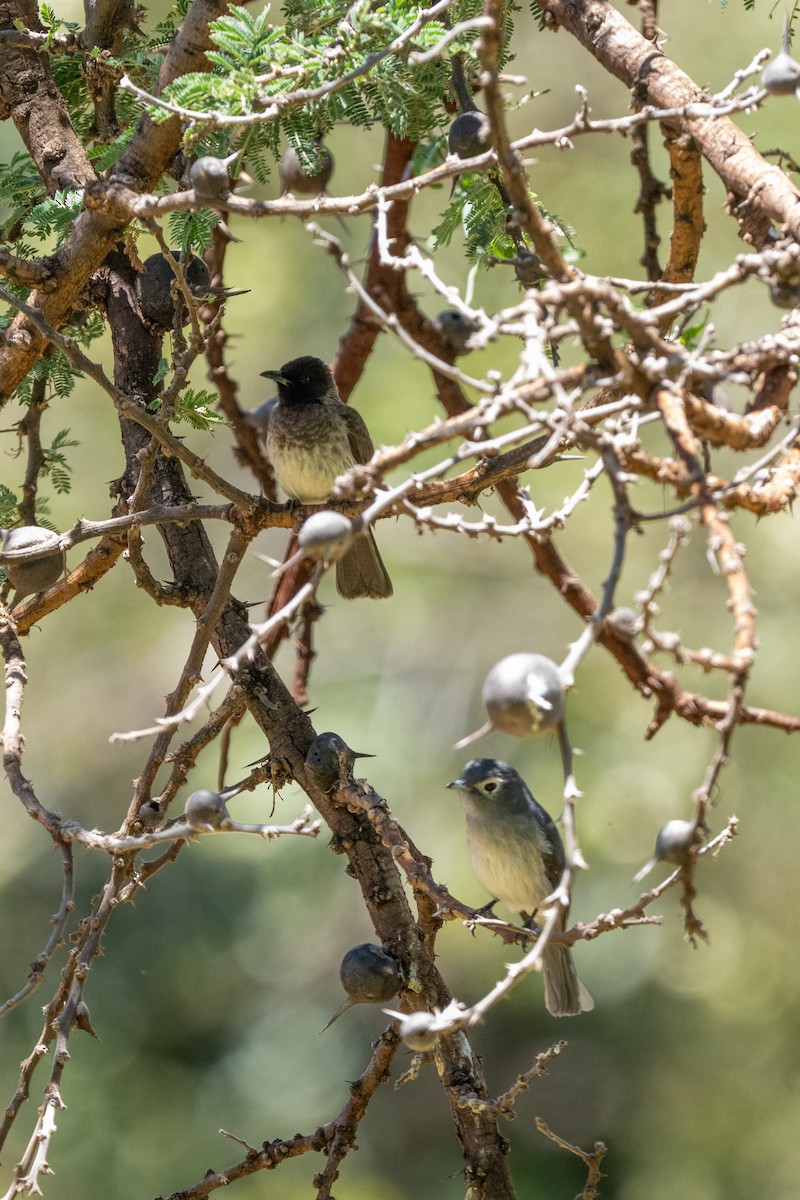 White-eyed Slaty-Flycatcher - ML644547832