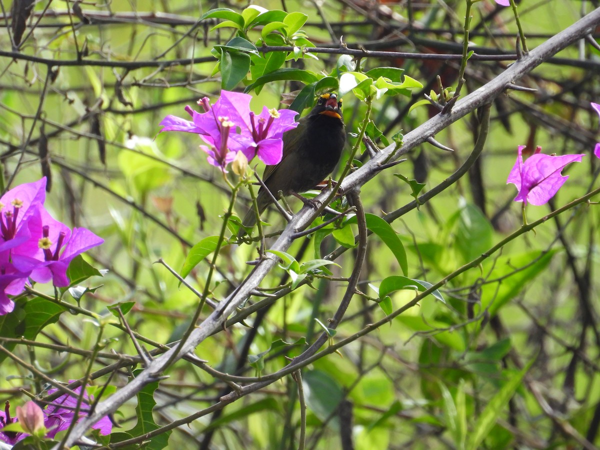 Yellow-faced Grassquit - ML644547833