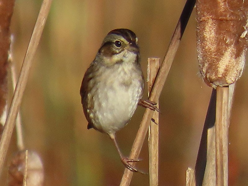 ヌマウタスズメ - ML644547835