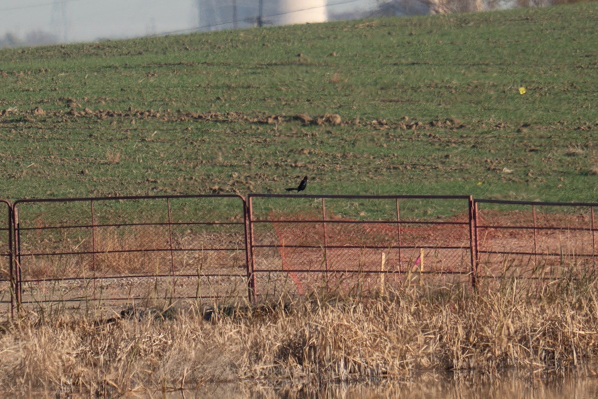 オナガクロムクドリモドキ - ML644547836