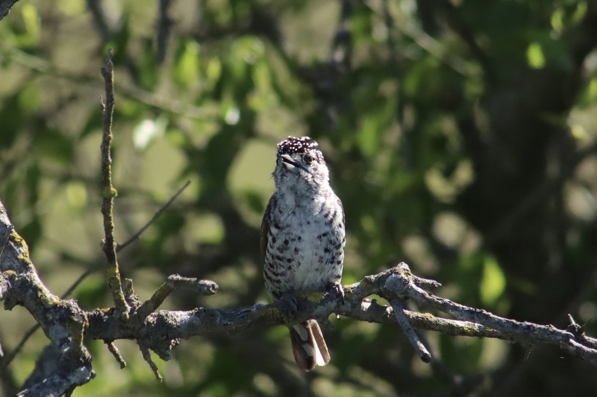 Carpinterito Variable - ML644547845