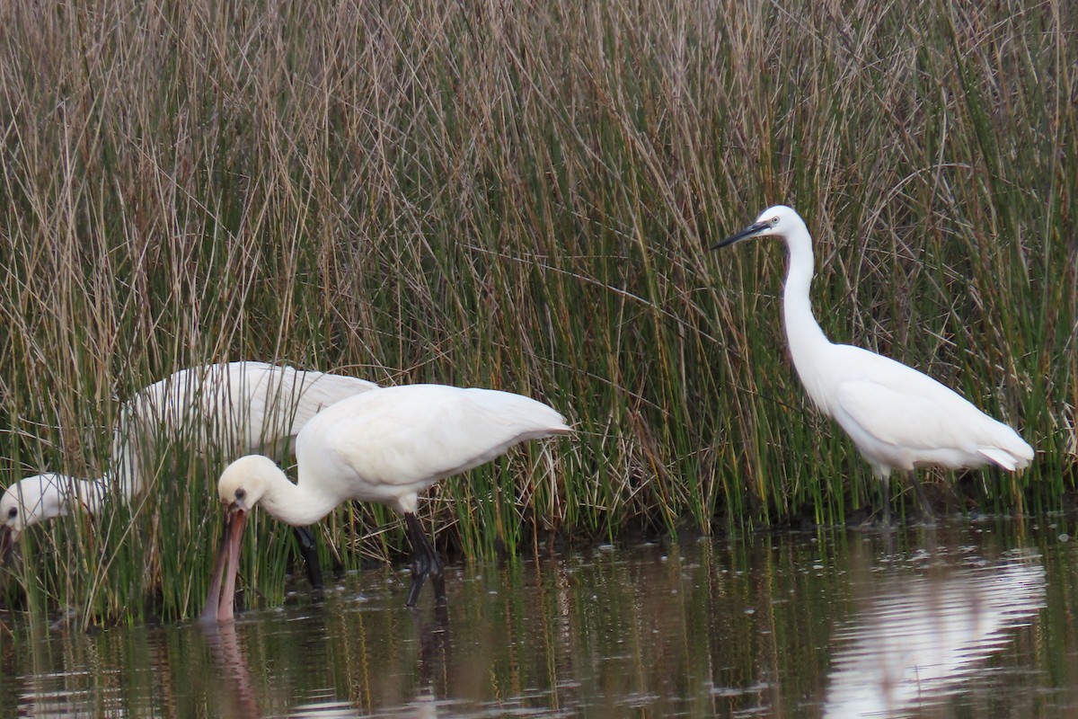 Little Egret - ML644547851