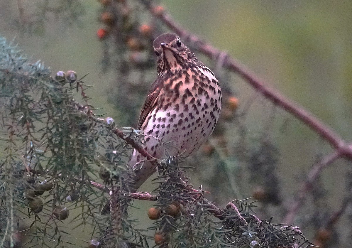 Birigarro arrunta - ML644547856