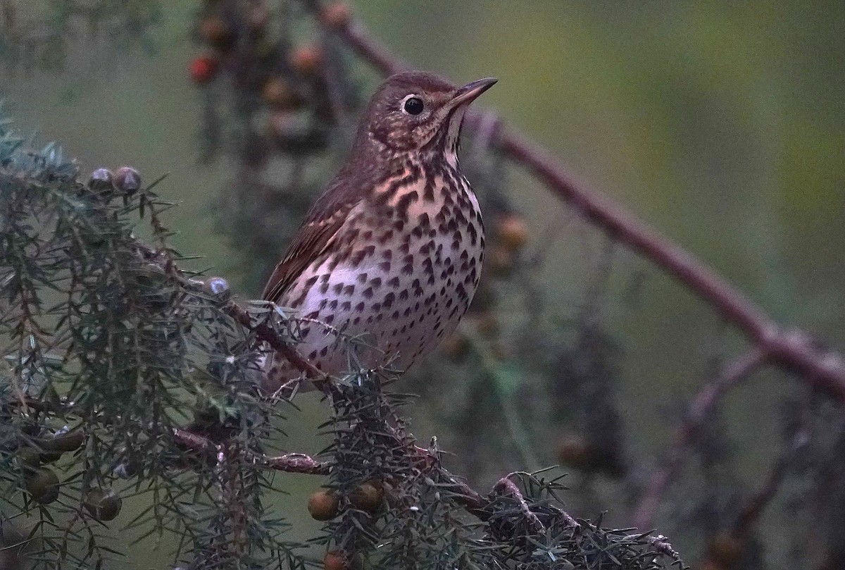 Birigarro arrunta - ML644547857