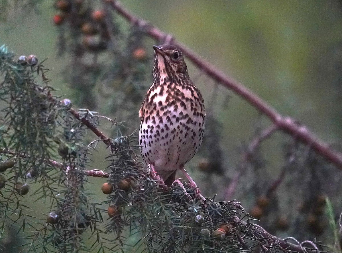 Birigarro arrunta - ML644547858