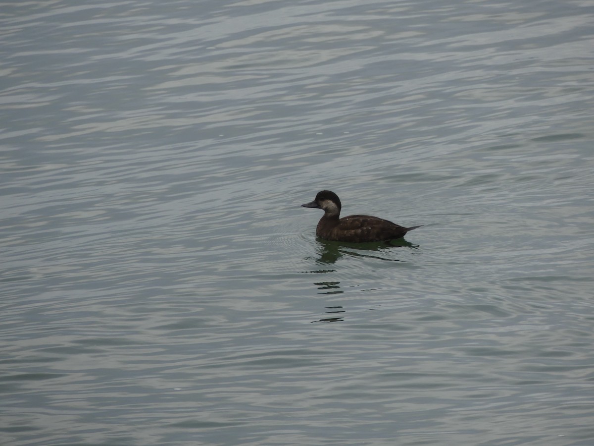 Ahatebeltz amerikarra - ML644547869