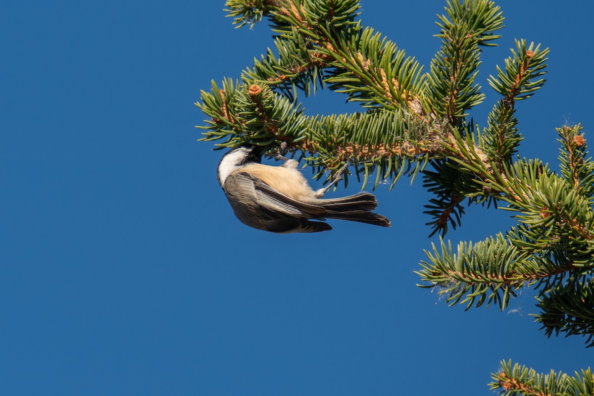 アメリカコガラ - ML644547871