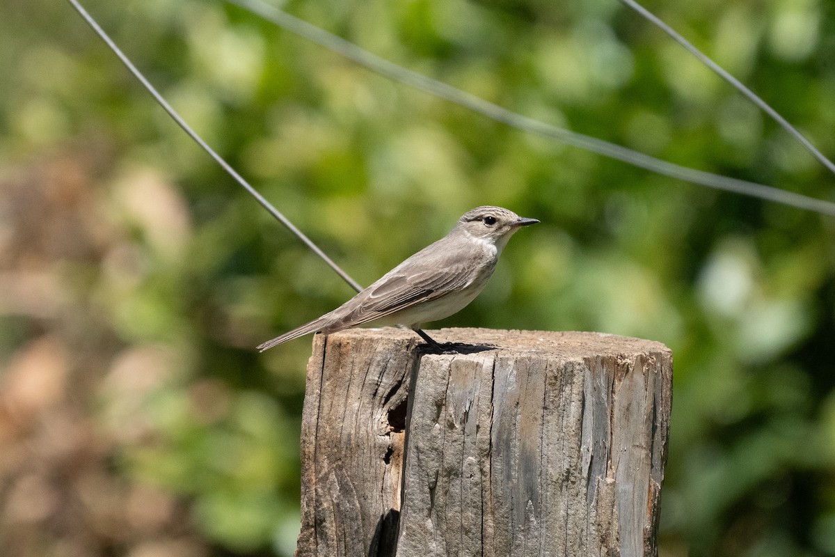 Spotted Flycatcher - ML644547873