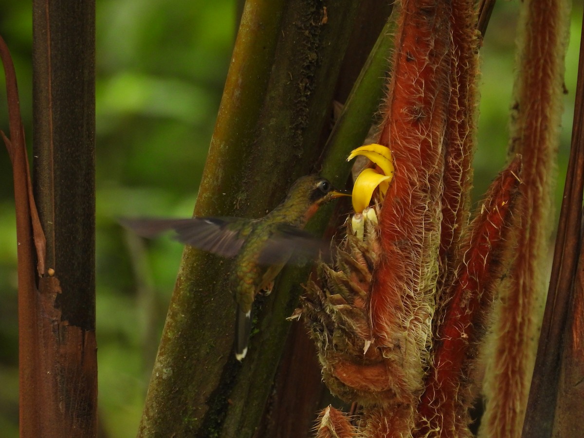 Band-tailed Barbthroat - ML644547881