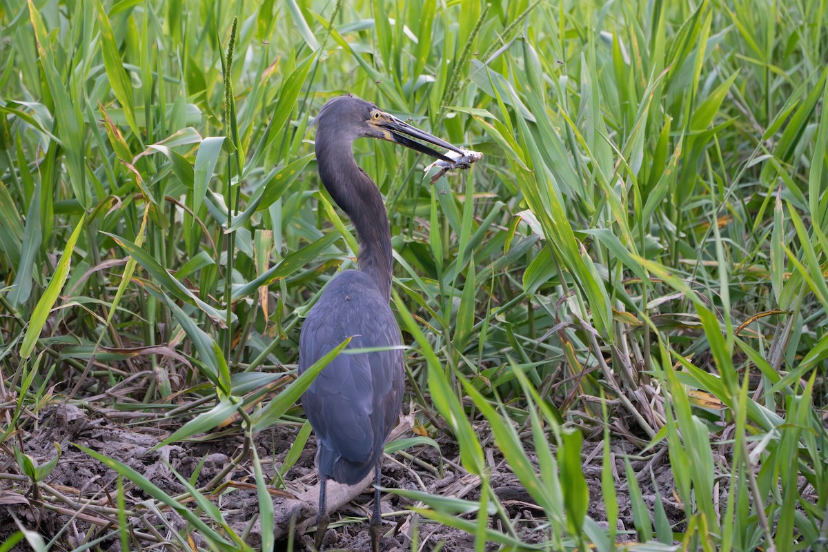 Great-billed Heron - ML644547883