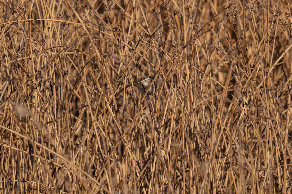 ハシナガヌマミソサザイ - ML644547888