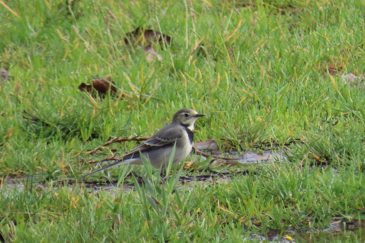 Bergeronnette grise - ML644547897