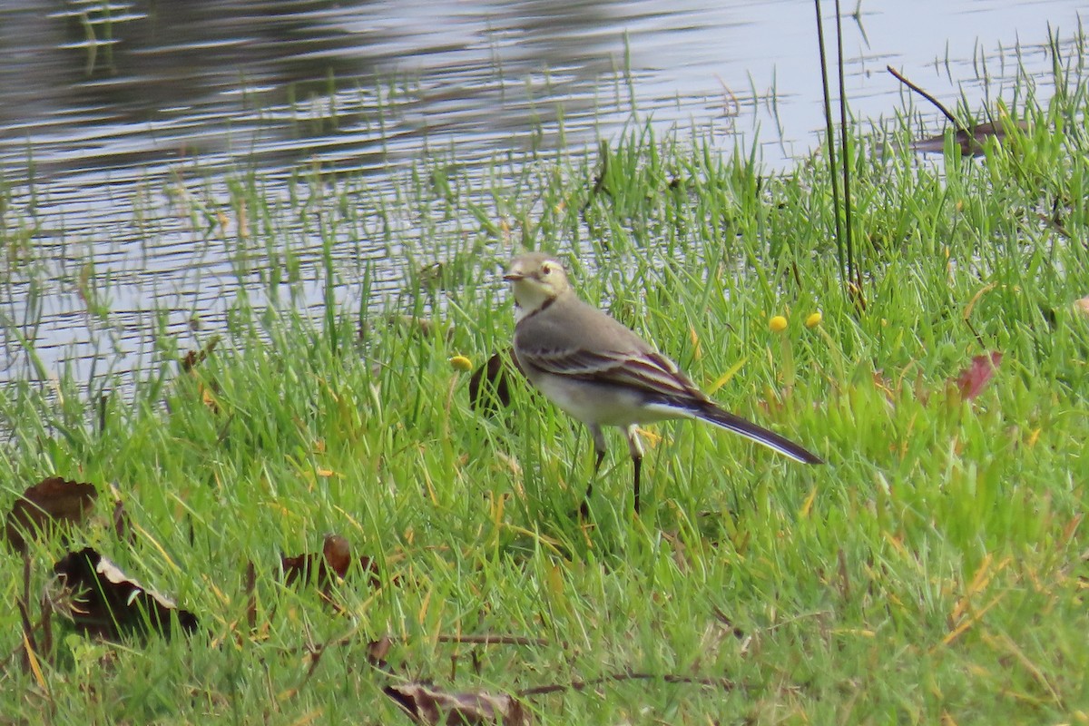 Bergeronnette grise - ML644547899