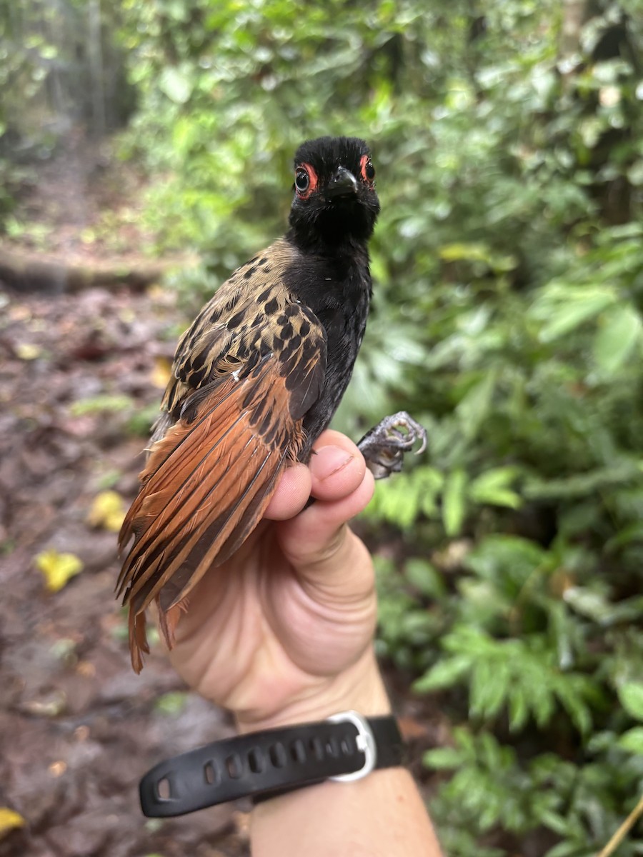 dråpemaurvokter - ML644547901