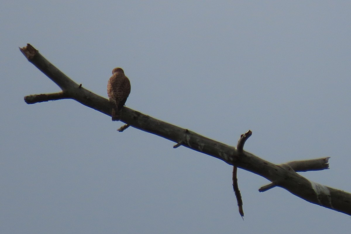 poštolka obecná - ML644547906