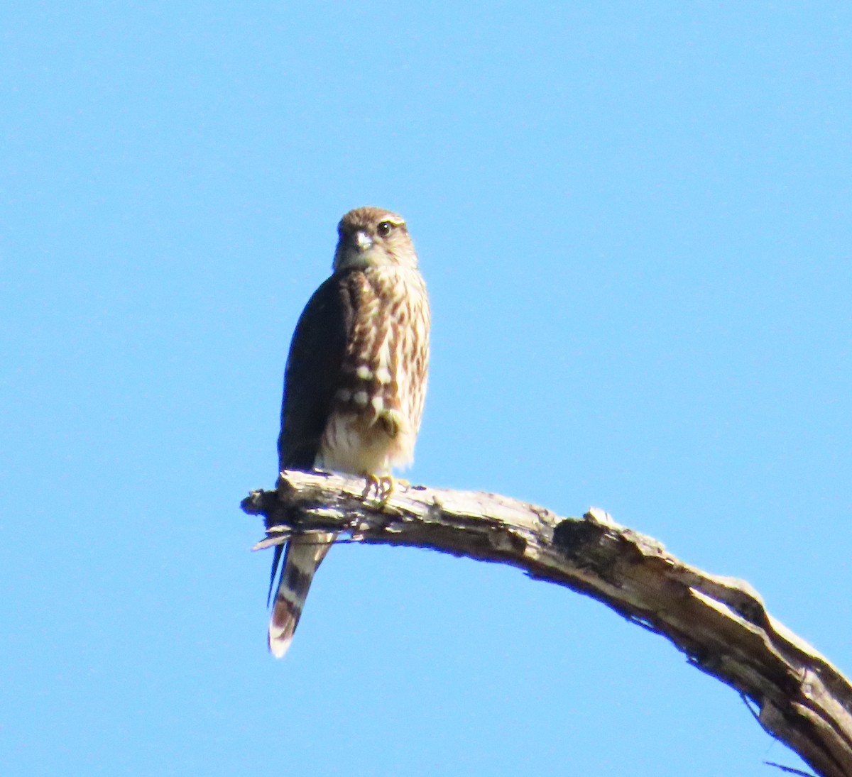 Merlin - ML644547907