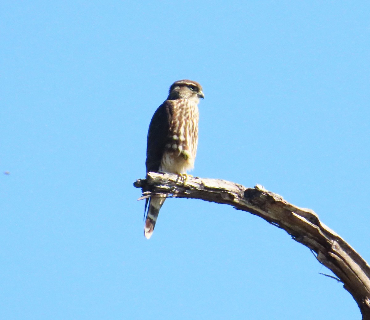 Хайргууна шонхор - ML644547908