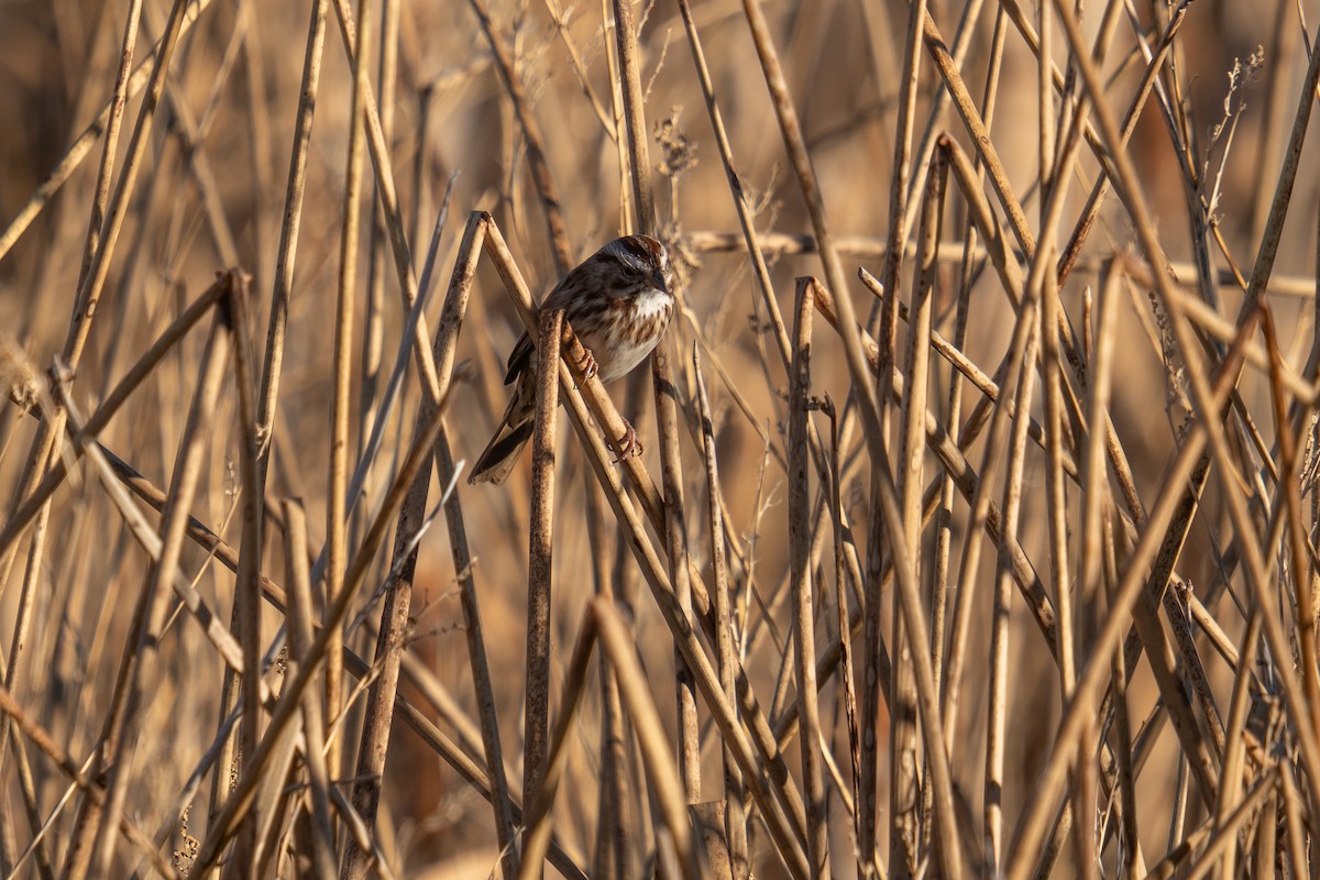 ウタスズメ - ML644547912