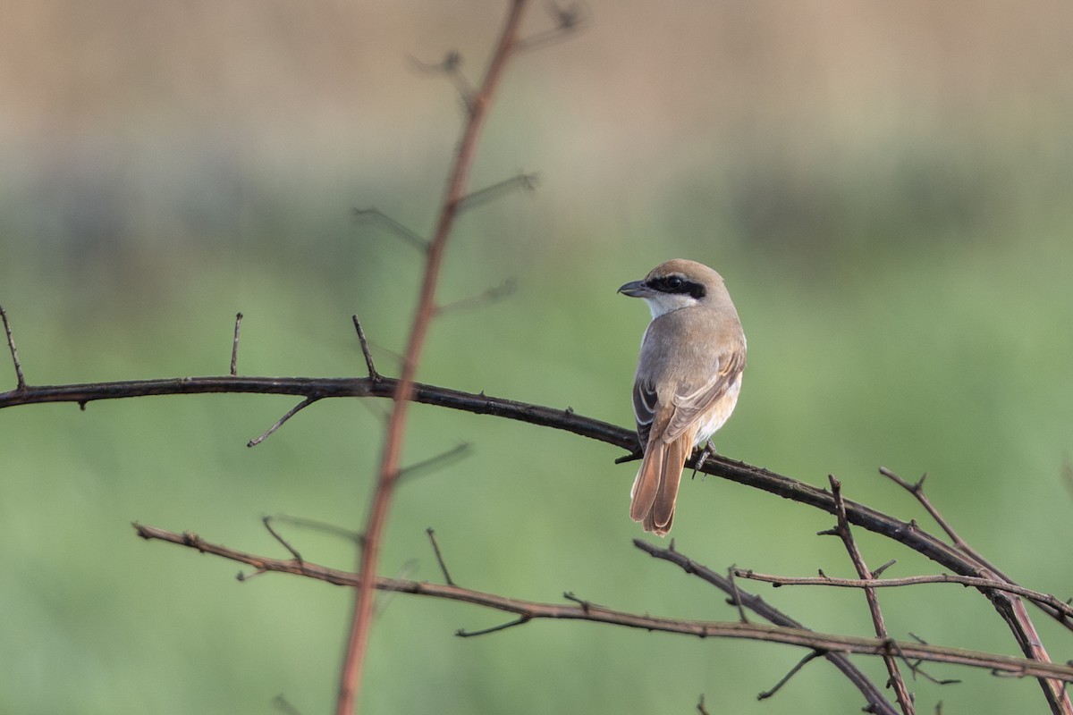 Red-tailed Shrike - ML644547913