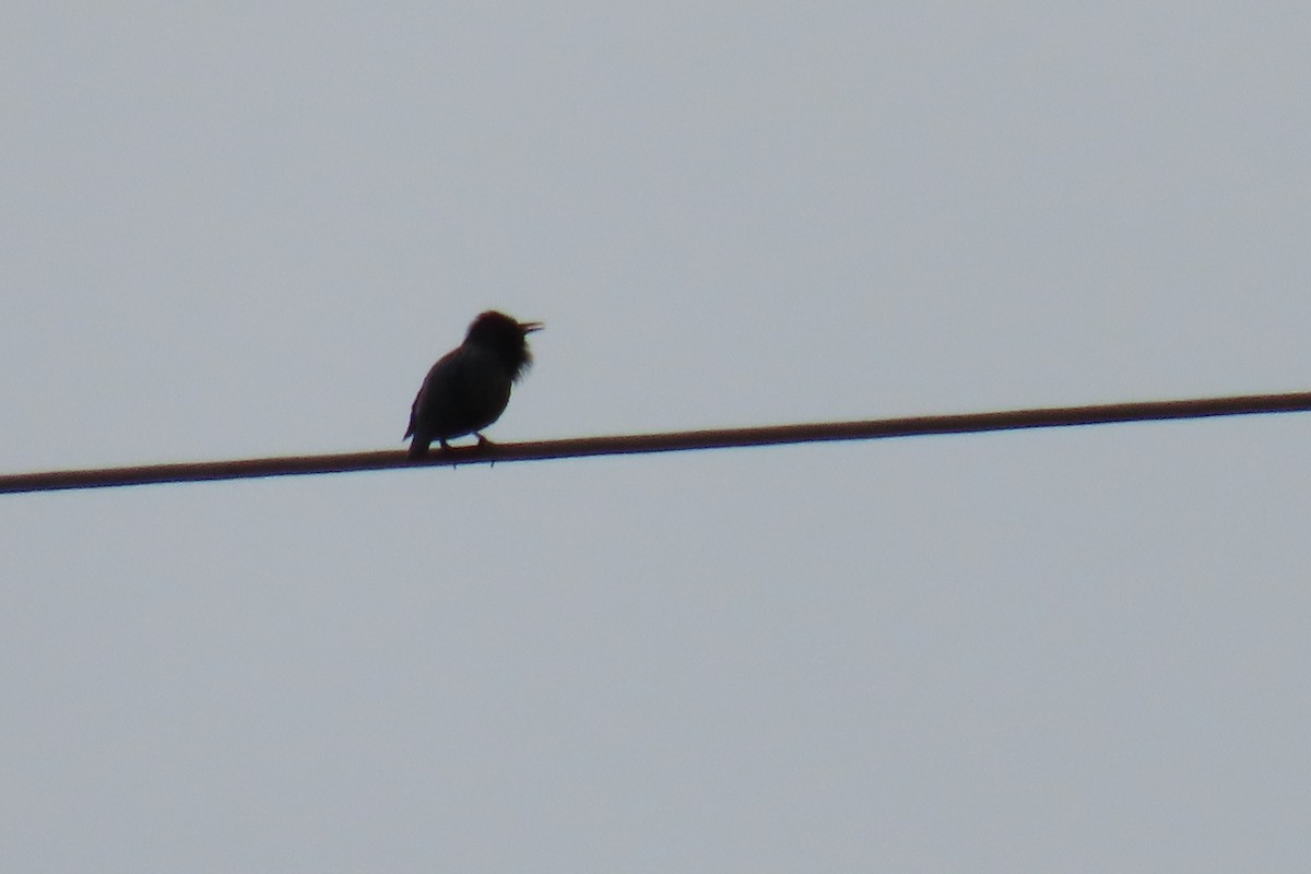 Étourneau unicolore - ML644547925