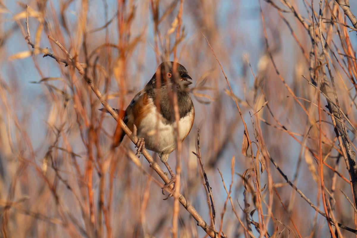 ホシワキアカトウヒチョウ - ML644547927