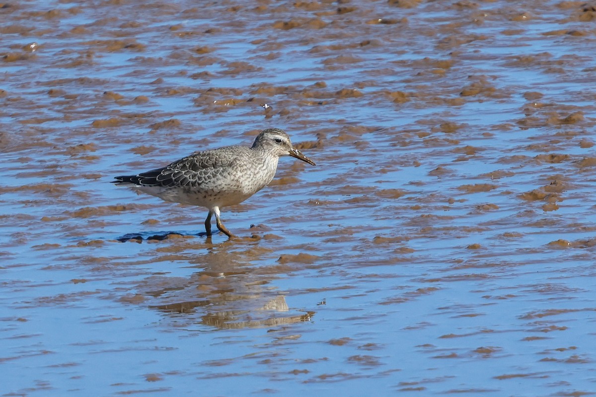 Шармаг элсэг - ML644547935