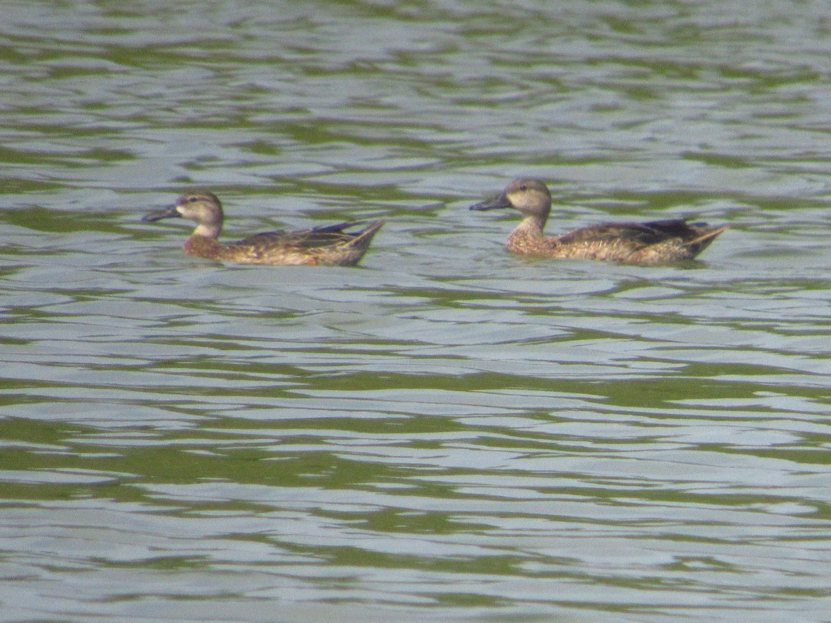 Cerceta Aliazul - ML644547937