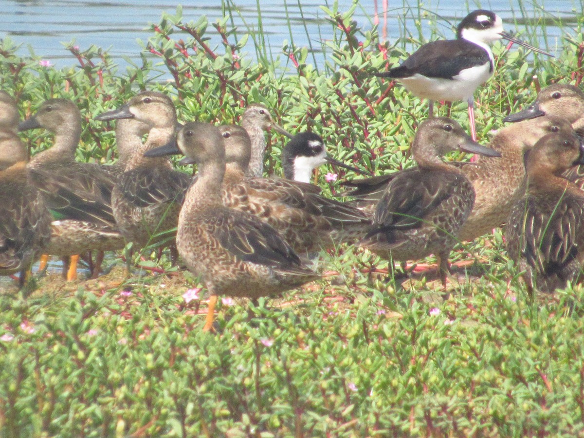 Cerceta Aliazul - ML644547938